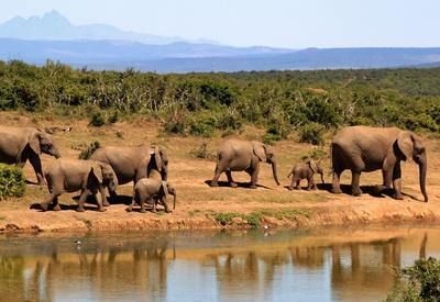 afrika olifanten